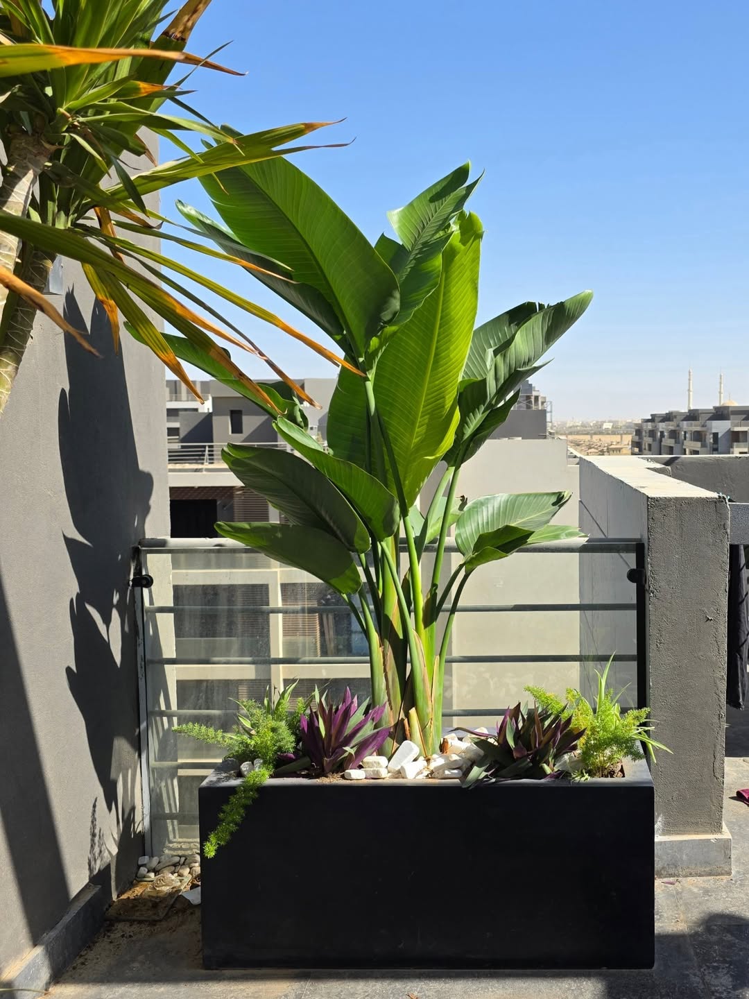 Rooftop Box Garden