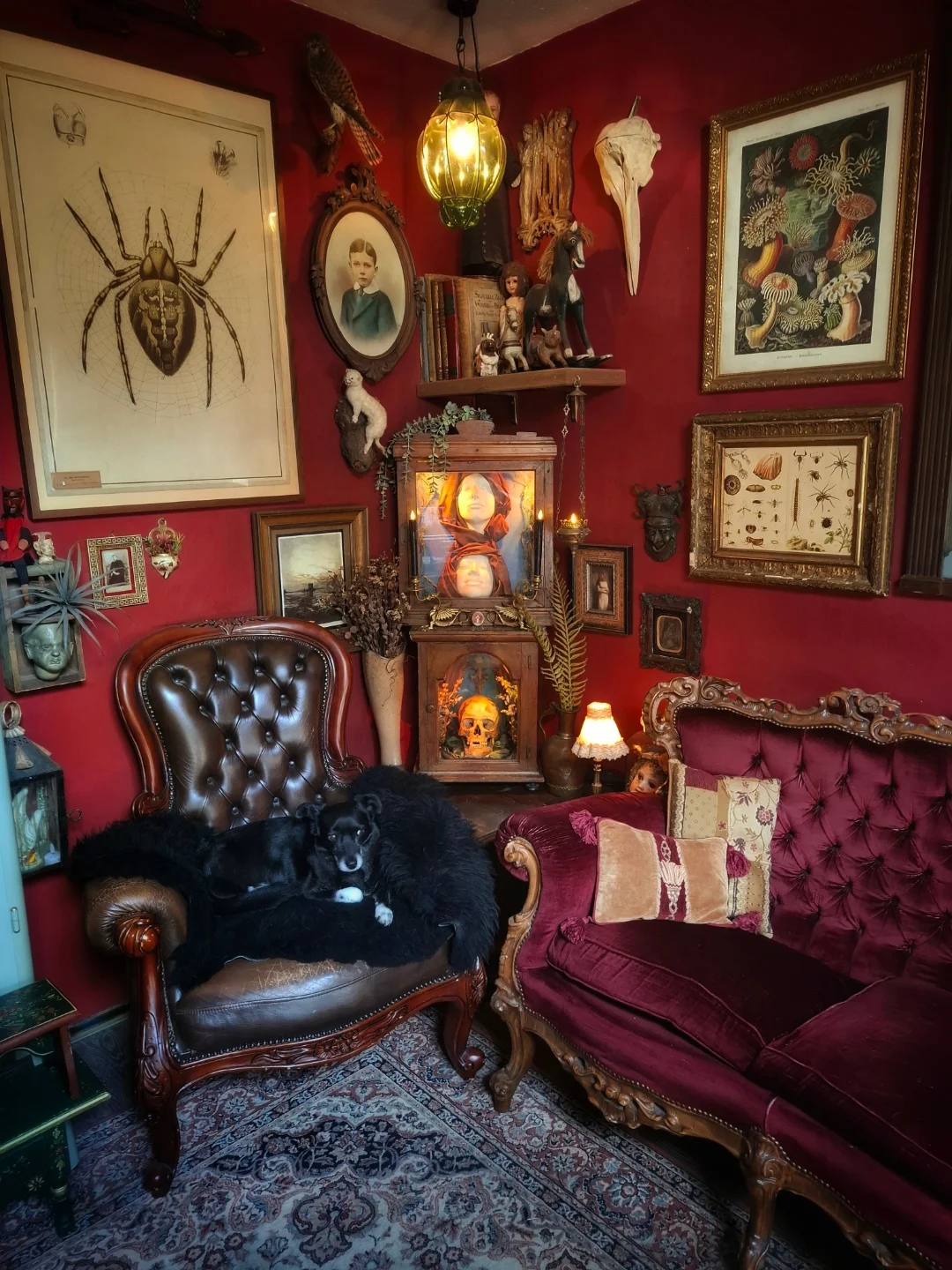 Cabinet of Curiosities