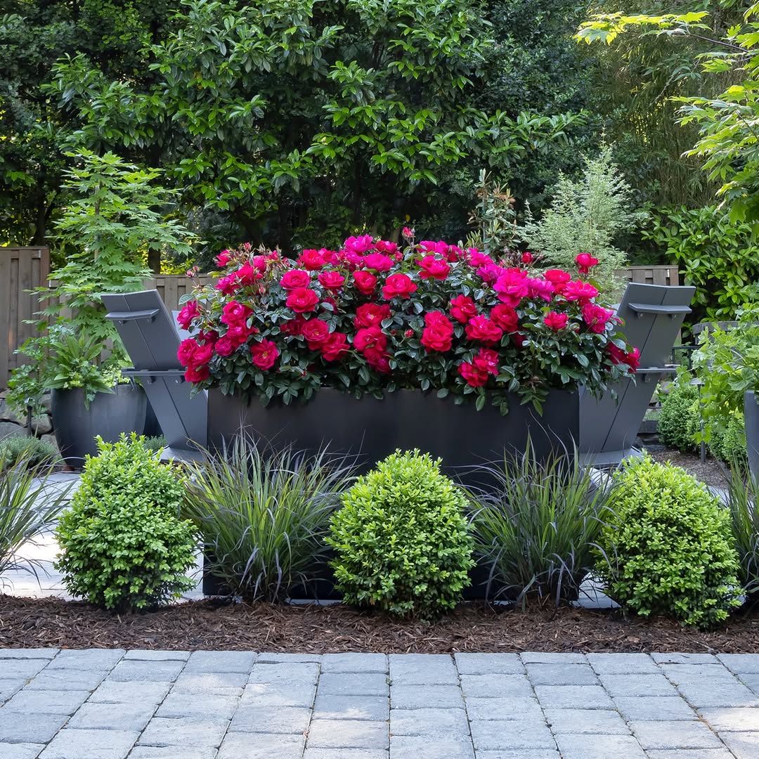 Charcoal Rose Trough