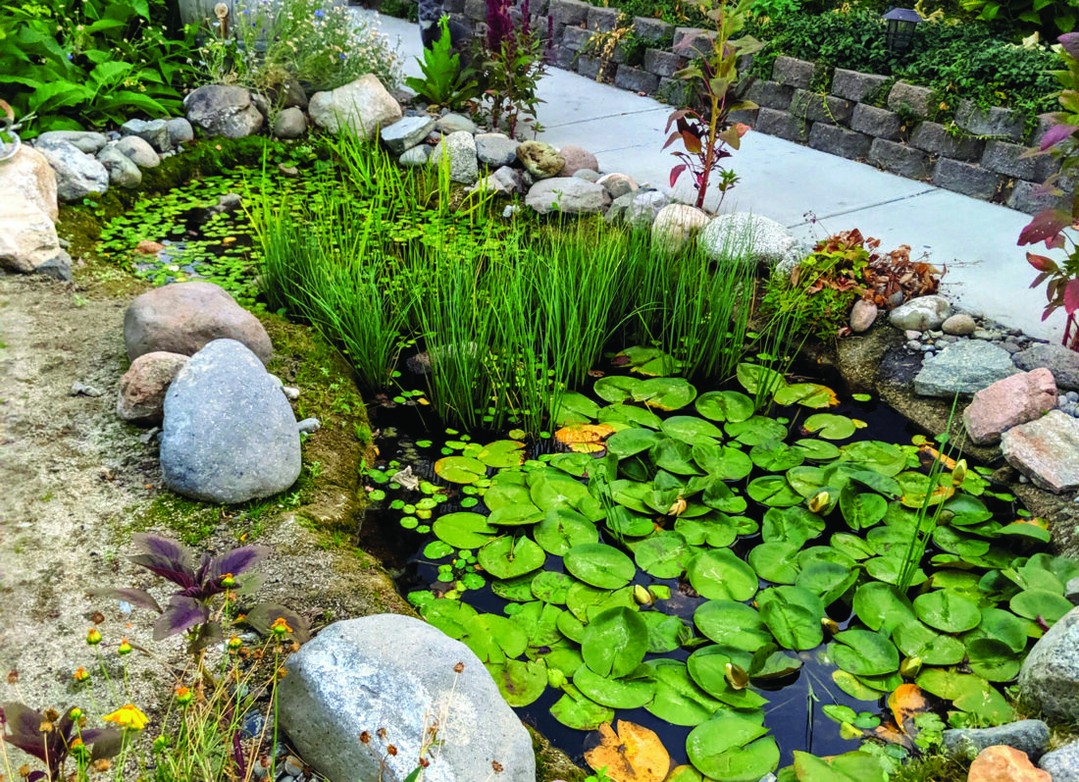 Lily Pad Pond